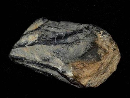 Hóa thạch tìm thấy trong Công viên Bang Berlin-Ichthyosaur ở Nevada được coi là một phần mỏ của loài mực cổ khổng lồ