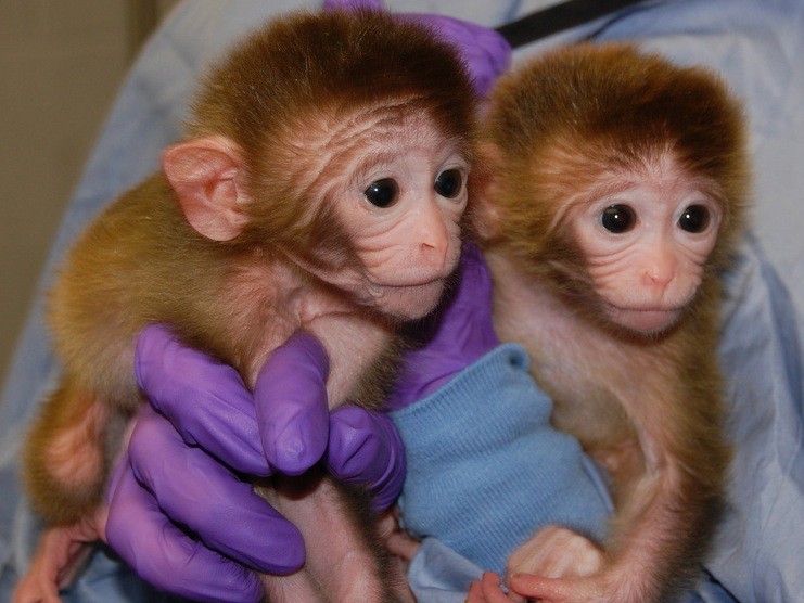 Hai chú khỉ sinh ra từ sáu tế bào phôi khác nhau