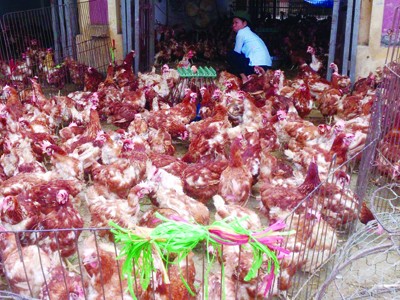 Người Hà Nội vô tư xài hàng tấn gà lậu mỗi ngày