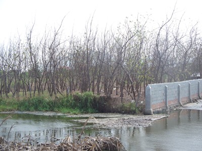 Một vườn bạch đàn chết khô vì nhiễm mặn