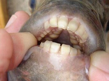 Kỳ lạ loài cá có hàm răng đều như răng người