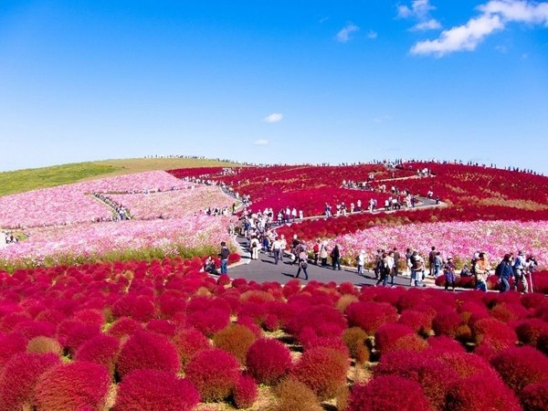 Thiên đường hoa suốt bốn mùa ở Nhật