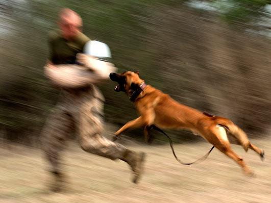 Xem đặc nhiệm Mỹ huấn luyện chó nghiệp vụ