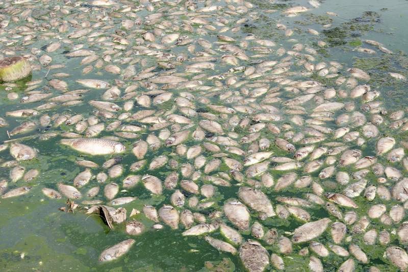 Hà Nội : Cá chết trắng hồ Linh Đàm