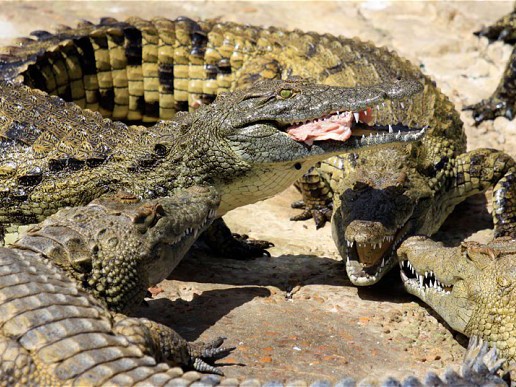 15.000 cá sấu xổng chuồng ở Nam Phi