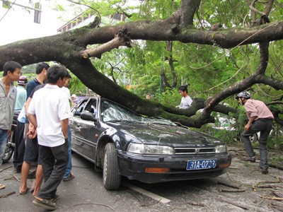 Chủ xe bị cây đè lên tiếng vì không ai chịu trách nhiệm