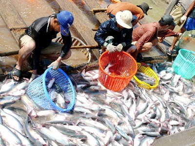 Nhu cầu với cá tra được đánh giá vẫn còn tăng trưởng trong xu hướng chung trên thị trường thế giới. Ảnh: Internet