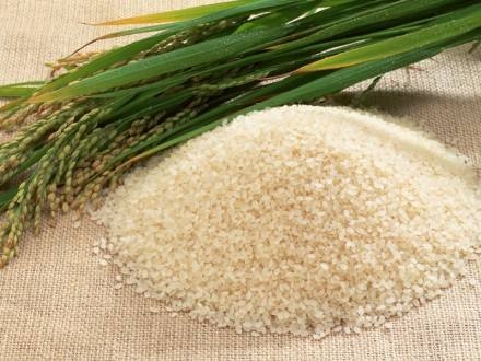 Phát hiện gạo làm từ…nhựa