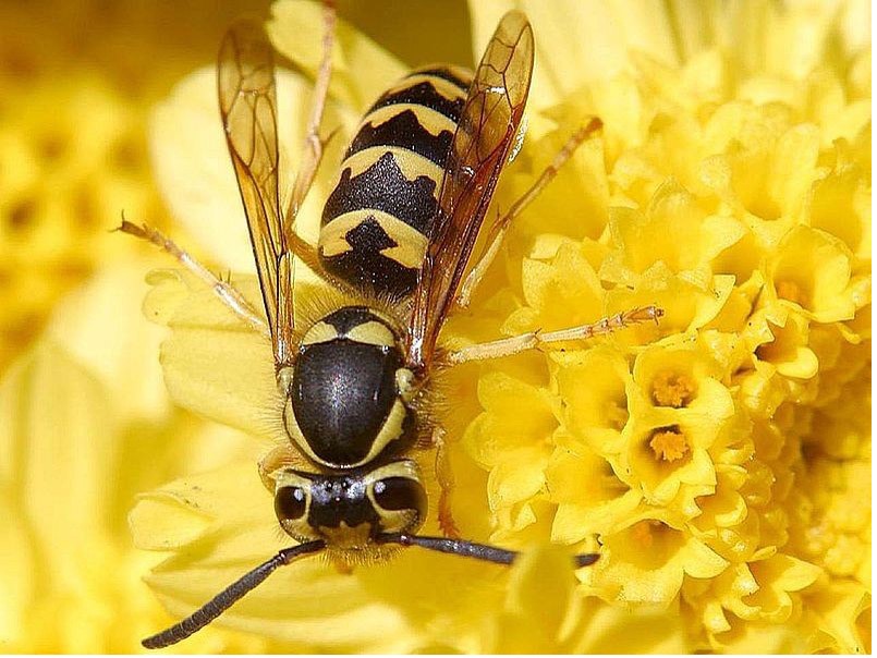 Loài ong bắp cày đốt Hasse tới chết ( Ảnh Ibtimes)
