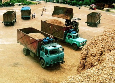 Hàng loạt DN phá sản vì bán gỗ dăm cho Trung Quốc