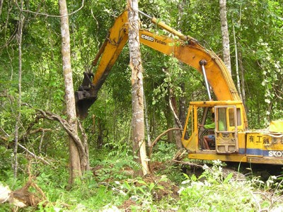 Mất hơn 100.000 ha rừng do chuyển đổi đất
