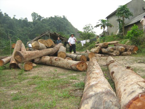 Kontum: Phát hiện hàng nghìn m3 gỗ khai thác trái phép
