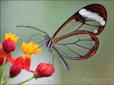 Những cánh bướm thủy tinh