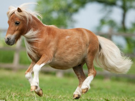 Chú ngựa nhỏ nhất thế giới bị bắt cóc
