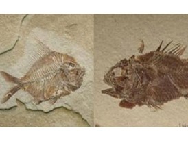 Mexico tìm thấy hóa thạch cá niên đại 110 triệu năm
