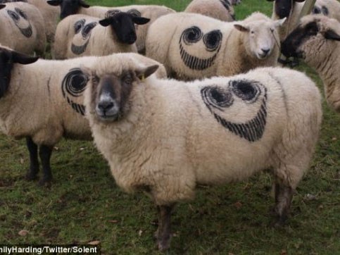 Mặt cười ‘bí ẩn’ trên lưng cừu