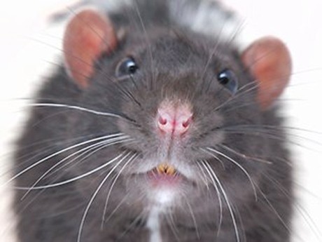 'Siêu chuột' to như mèo vì nhiễm phóng xạ