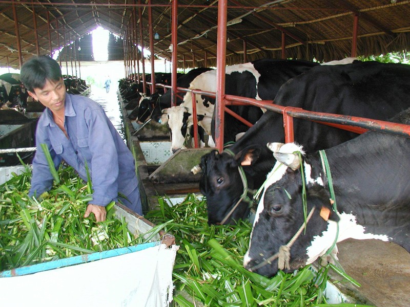 TPHCM: Nông dân bỏ bò sữa vì thua lỗ