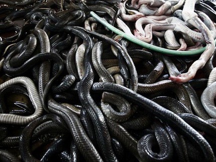 Năm Tỵ, hoảng hồn vì 2.600 con rắn sống