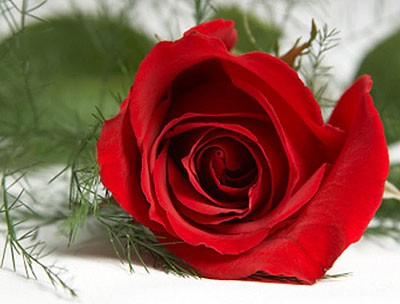 Hoa hồng nhung an thần, tiêu hóa tốt
