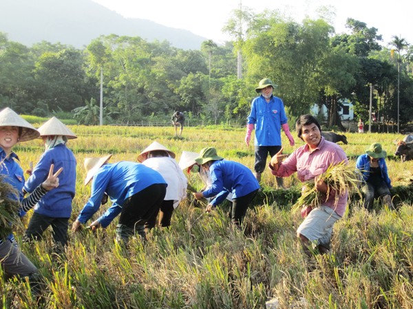 TNV tham gia gặt lúa cùng người dân