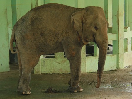 Cận cảnh chú voi còn lại trong vườn thú Hà Nội