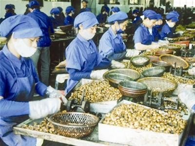 Việt Nam có tiếp tục giữ vị trí số 1 về xuất khẩu điều?