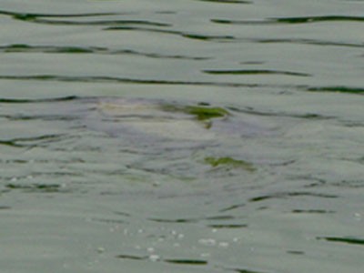 Cụ rùa lại thoi thóp nổi hàng giờ ở Hồ Gươm