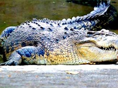 Cá sấu tấn công, ăn thịt bé trai 14 tuổi