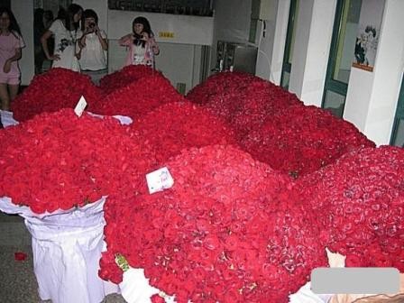 Nữ sinh được tặng 10.000 bông hồng đỏ cho ngày Valentine