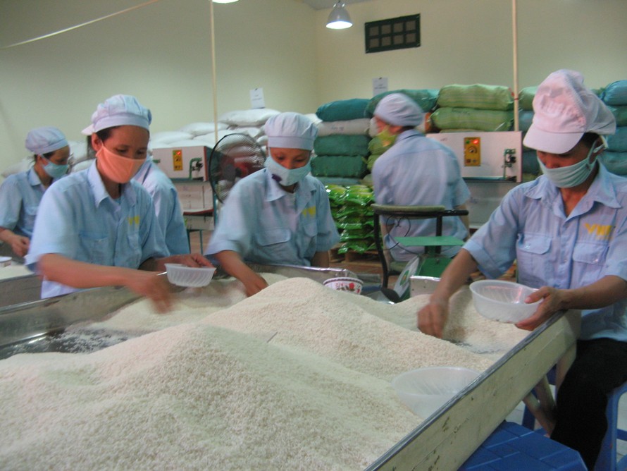 Gạo gắn mác an toàn đầu tiên ở Việt Nam