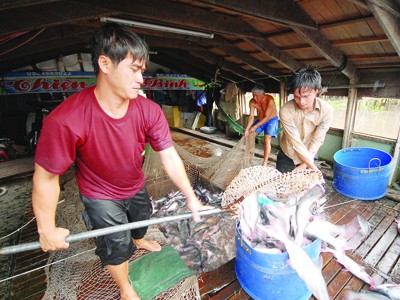 WWF Vietnam đồng ý đưa cá tra khỏi danh mục đỏ
