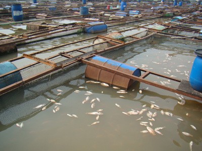Cá nuôi bè trên sông Đồng Nai chết do nước thải công nghiệp gây ô nhiễm