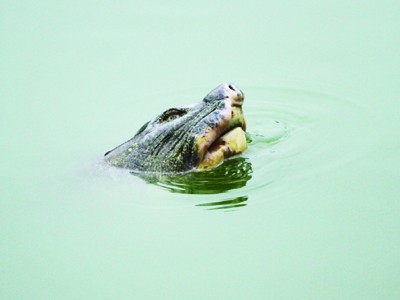 Bệnh của Rùa hồ Gươm không quá nặng Ảnh: Xuân Phú