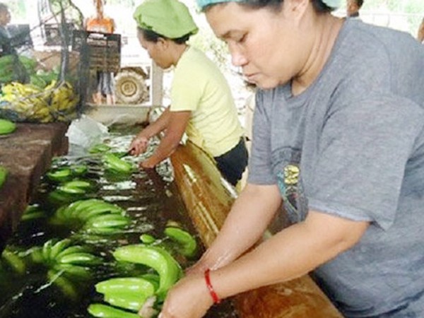 Ngành xuất khẩu chuối của Philippines đang bị Trung Quốc gây khó - Ảnh: Inquirer.net