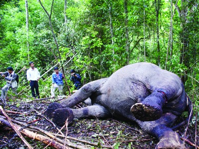 Từ năm 2009 đến nay, voi rừng chết liên tục Ảnh: Kim Anh- Mỹ Hằng