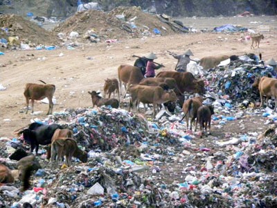 Bò nghiện rác ở Tân Lang Ảnh: Lê Minh