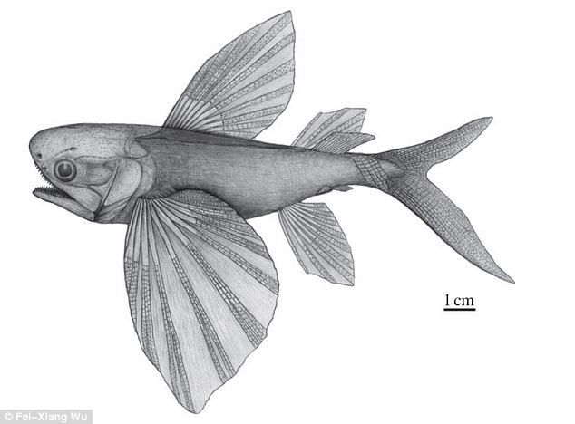 Công bố loài cá bay cổ nhất thế giới