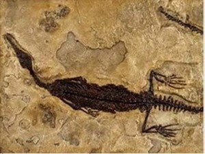 Thấy hóa thạch khủng long bay cổ xưa nhất ở Mỹ