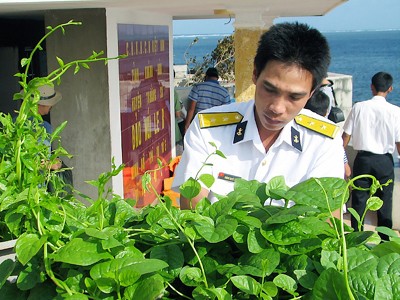 Trung úy Phùng Quyết Thắng, điểm B đảo Núi Le nâng niu chăm sóc chậu mồng tơi