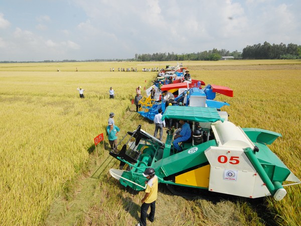 Thu hoạch lúa tại một cánh đồng mẫu lớn ở Đồng Tháp