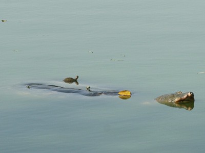 Lập tổ công tác bắt rùa tai đỏ Hồ Gươm