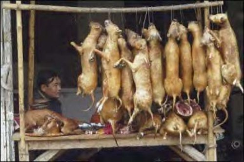 Hà Nội: Cấm thịt chó ở Dương Nội vì có phẩy khuẩn tả