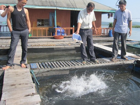 Làng nuôi trồng thủy sản trên cửa sông Cái Mắm