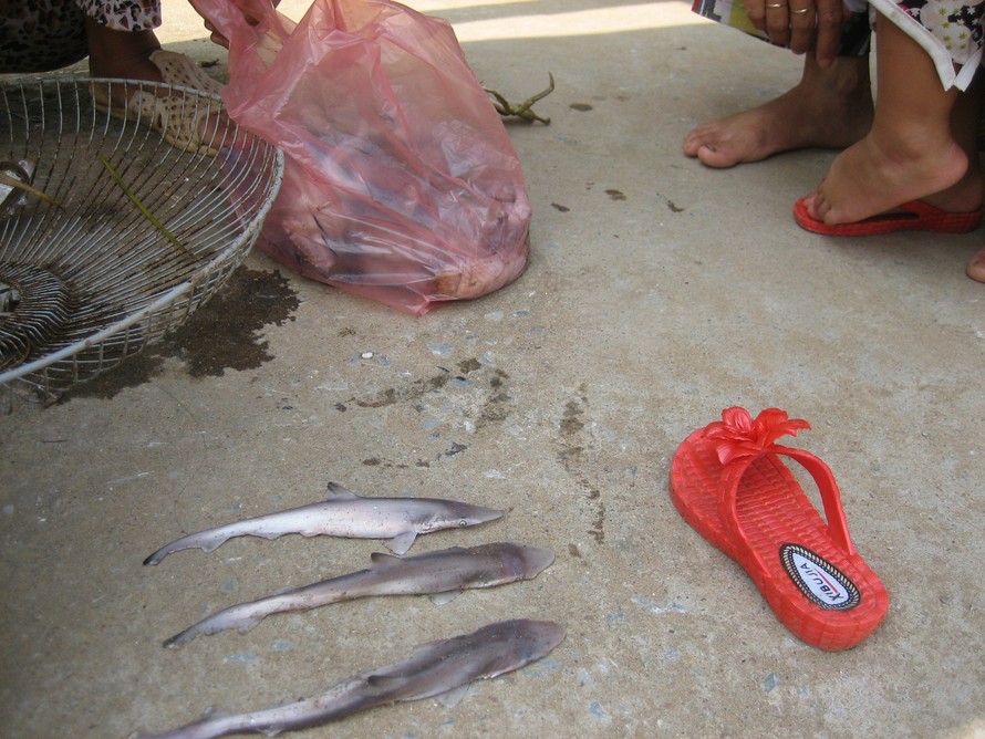 Bắt được nhiều cá mập tại vùng ven biển Thanh Hoá