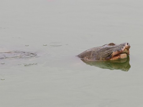 'Cụ' rùa bơi khá nhanh so với trước khi được điều trị