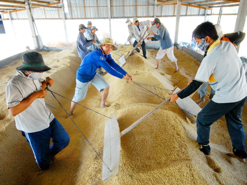 Nông dân huyện Tân Hiệp (Kiên Giang) thu hoạch lúa