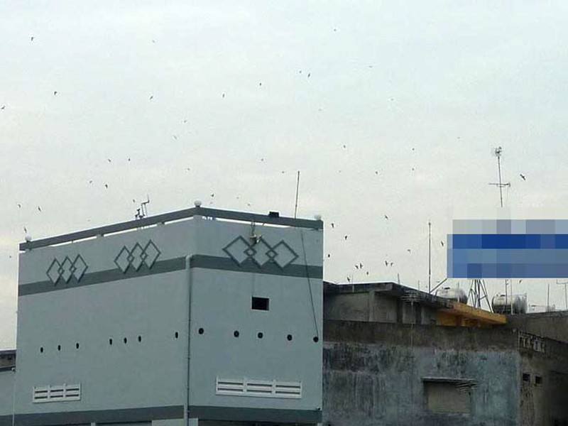 Chim yến trên nhà cao tầng ở khu vực cầu Long Chánh (thị xã Gò Công). Ảnh: Đức Thịnh
