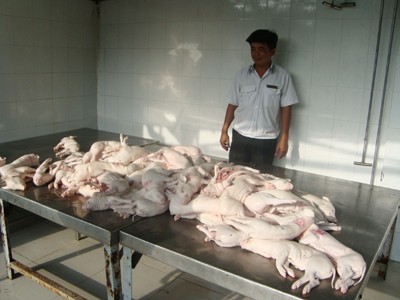 Một lượng thịt heo bệnh bị phát hiện trước khi chúng được bán đi cho một lò quay ở huyện Bình Chánh Ảnh: L.N