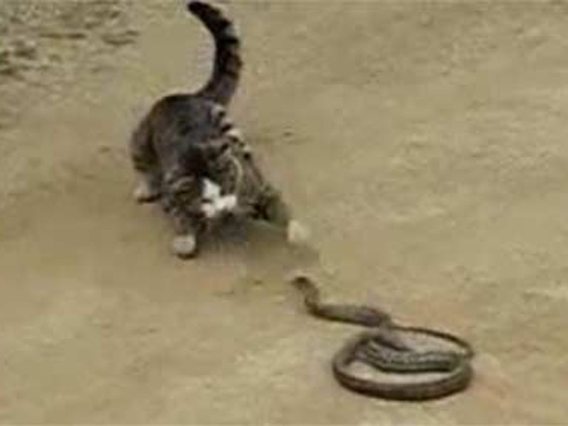 Clip: Mèo đánh rắn độc